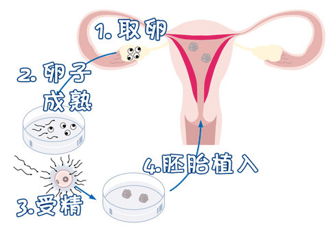 胚胎学家
